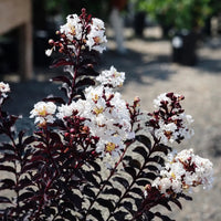 Lunar Black Diamond Crape Myrtle (Any Colour) – Lagerstroemia Plant
