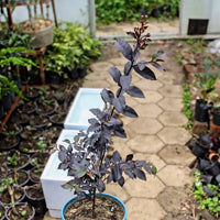 Lunar Black Diamond Crape Myrtle (Any Colour) – Lagerstroemia Plant