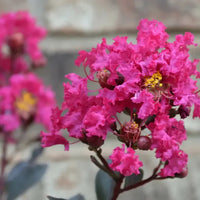 Lunar Black Diamond Crape Myrtle (Any Colour) – Lagerstroemia Plant