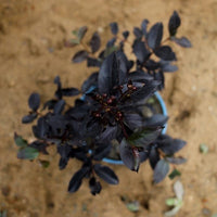 Lunar Black Diamond Crape Myrtle (Any Colour) – Lagerstroemia Plant