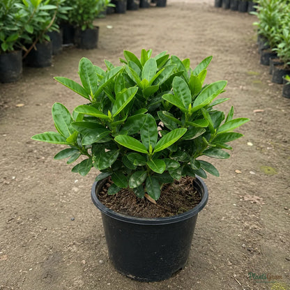 Ixora (Mini Dwarf Orange) - Ixora coccinea