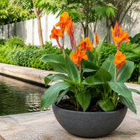 Cannas Dwarf Orange - Canna generalis