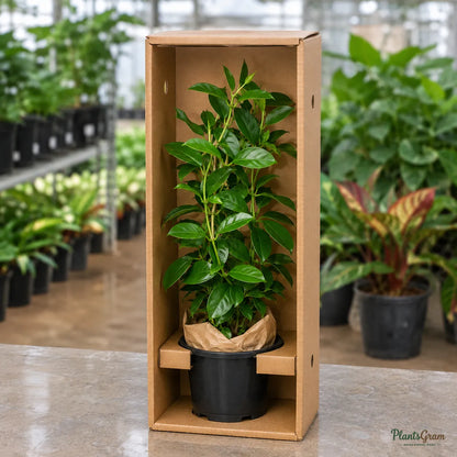 Mandevilla Red Single - Flowering Climber
