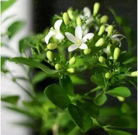 Standing Kamini, Murray Exotica – Plant