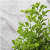 Standing Kamini, Murray Exotica – Plant