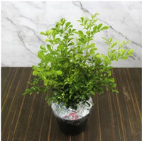 Standing Kamini, Murray Exotica – Plant
