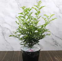 Standing Kamini, Murray Exotica – Plant