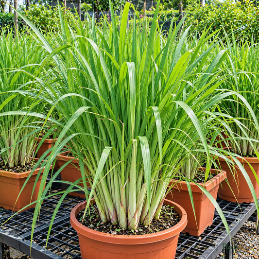 Lemongrass Seeds for Home Gardens – 30–40 Seeds
