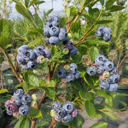 Blueberry / Purple Berry (Imported) - Fruit Plant