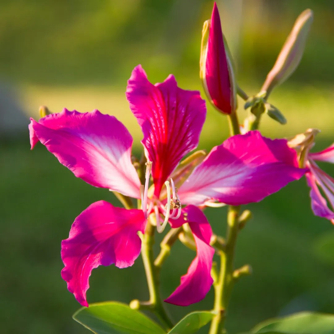 Bauhinia Blakeana,Orchid Tree Kovidara kachnar Plant