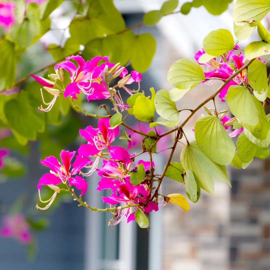 Bauhinia Blakeana,Orchid Tree Kovidara kachnar Plant