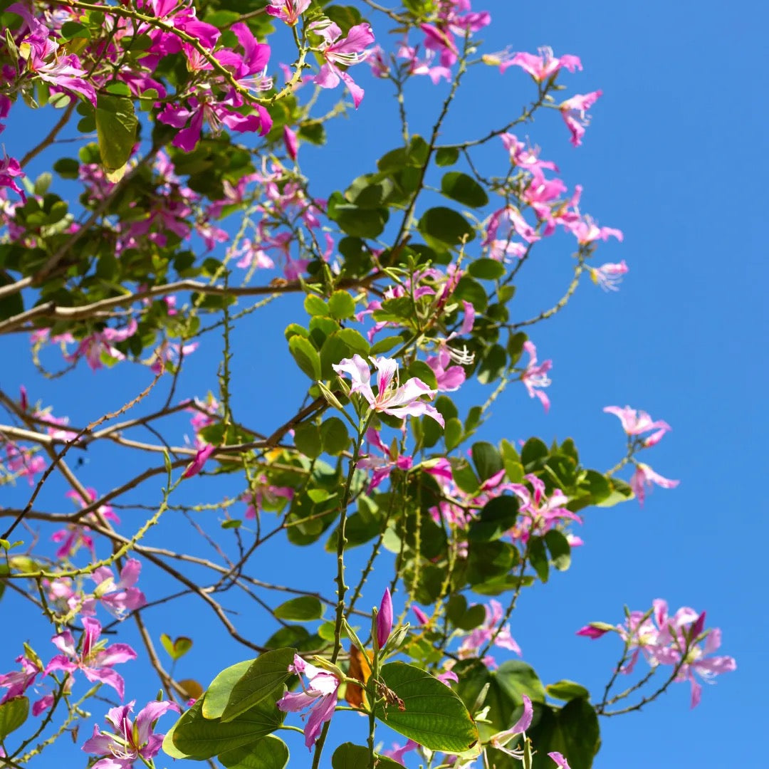 Bauhinia Blakeana,Orchid Tree Kovidara kachnar Plant