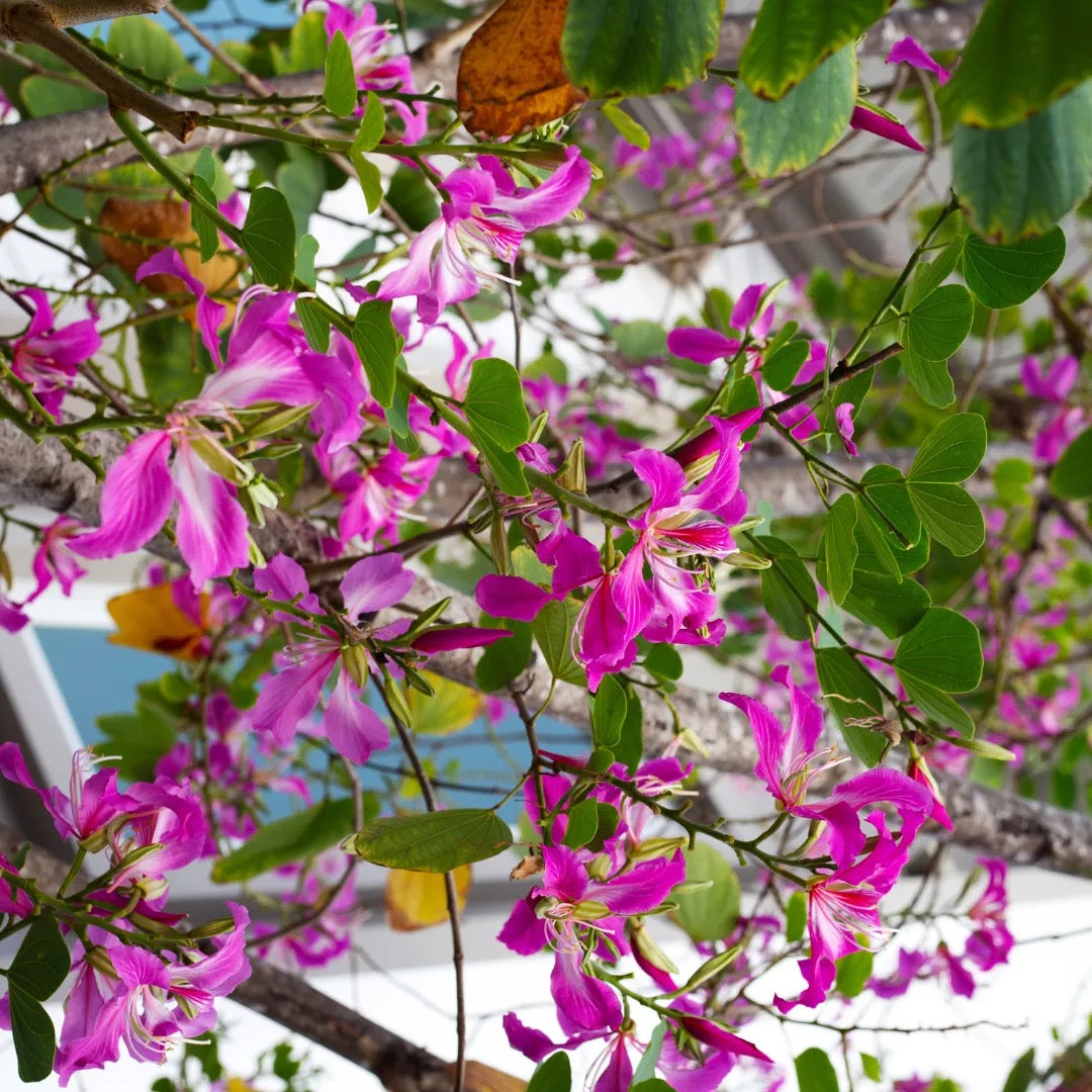Bauhinia Blakeana,Orchid Tree Kovidara kachnar Plant