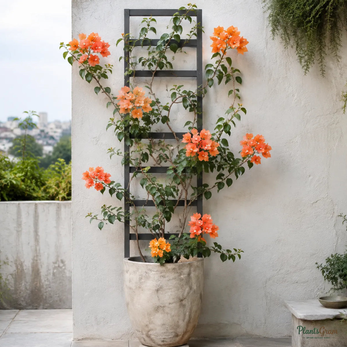 Bougainvillea (Orange) - Buttiana Hybrid