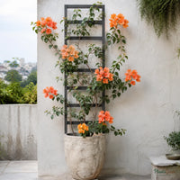 Bougainvillea (Orange) - Buttiana Hybrid