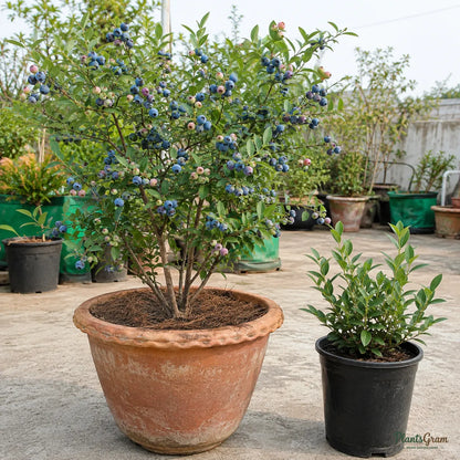 Blueberry / Purple Berry (Imported) - Fruit Plant
