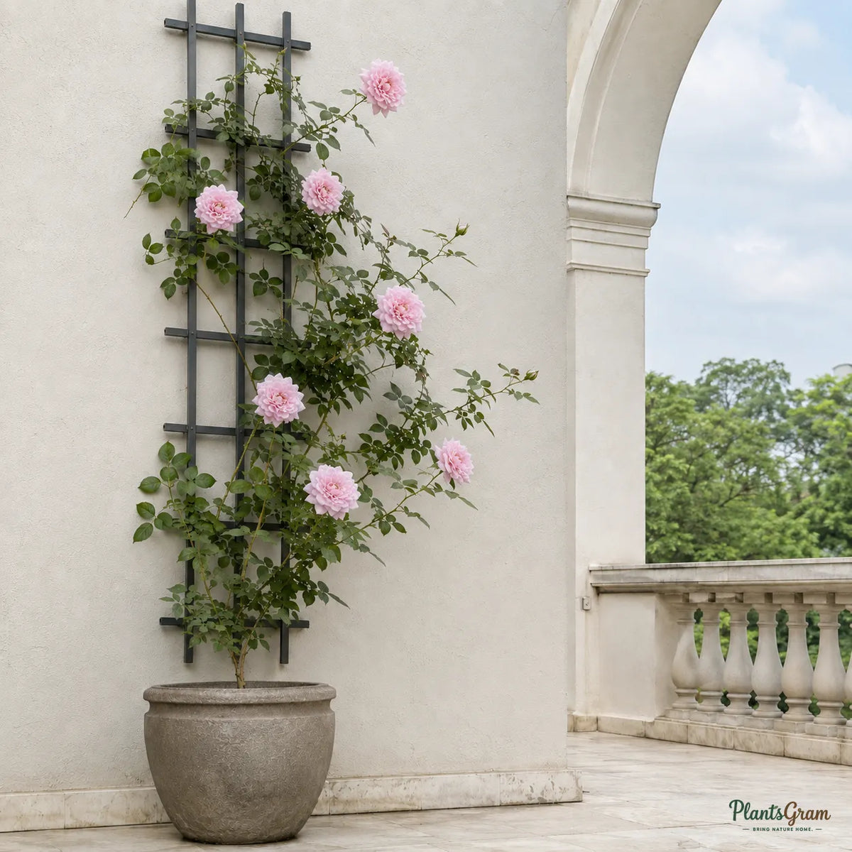 Rosa 'Crimson Glory' (Pink) - Flowering Climber