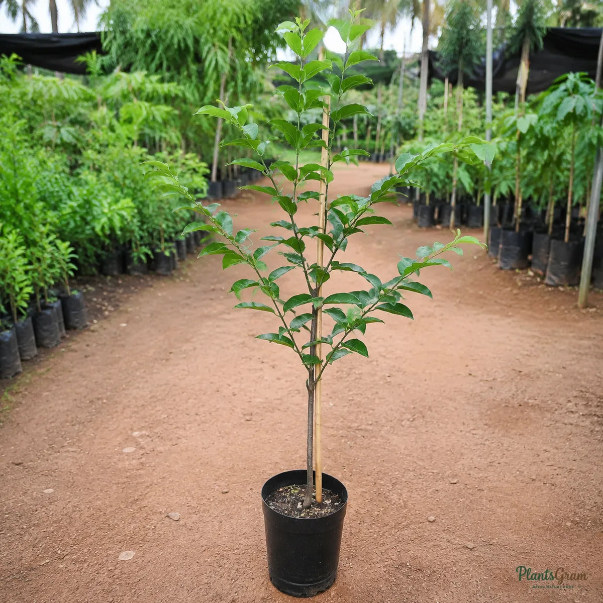 Lagerstroemia White / Crepe Myrtle White (Lagerstroemia speciosa) - Avenue Tree