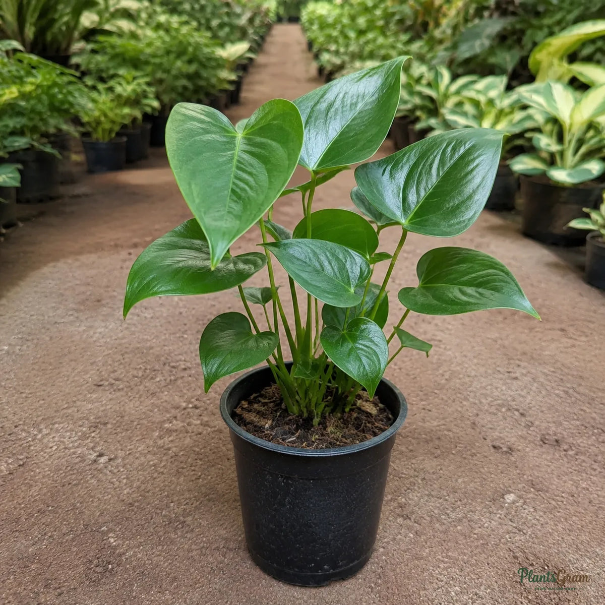 Anthurium (White) - Anthurium Andreanum