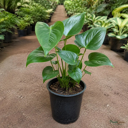 Anthurium (White) - Anthurium Andreanum