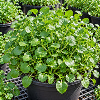 Watercress Seeds for Home Salad Gardens – 30–40 Seeds