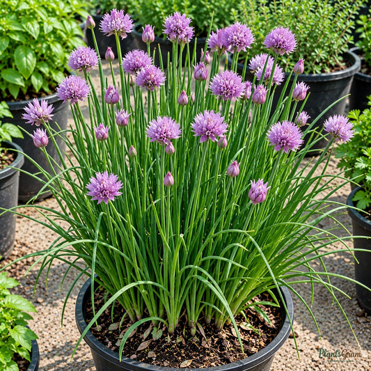 Chives Seeds for Kitchen Gardens – 30–40 Seeds