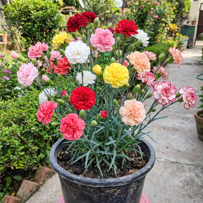 Carnation Giant Mixed Color Flower Seeds