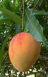 Mango Alphonso(Grafted) Live Fruit Plant