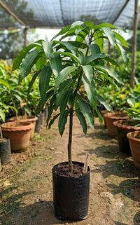 Mango Alphonso(Grafted) Live Fruit Plant