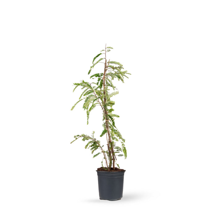Amla Banaras(Grafted)- Fruit Plants