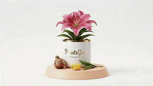Flowering Bulbs