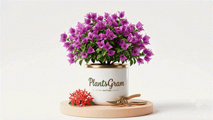 Flowering Shrubs