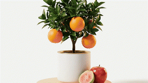 Fruit Plants