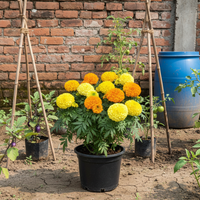 African Marigold Mixed Flower Seeds