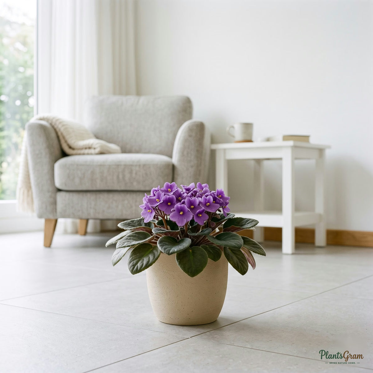 African Violet plant in a planter