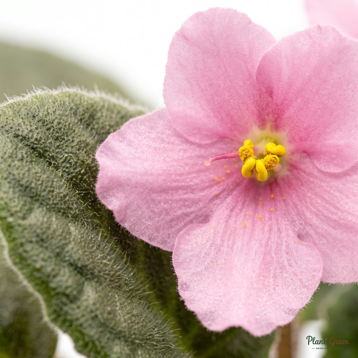 Close-up of African Violet pink flower and fuzzy leaf