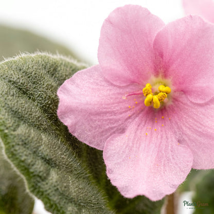 Close-up of African Violet pink flower and fuzzy leaf