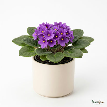 Potted African Violet plant