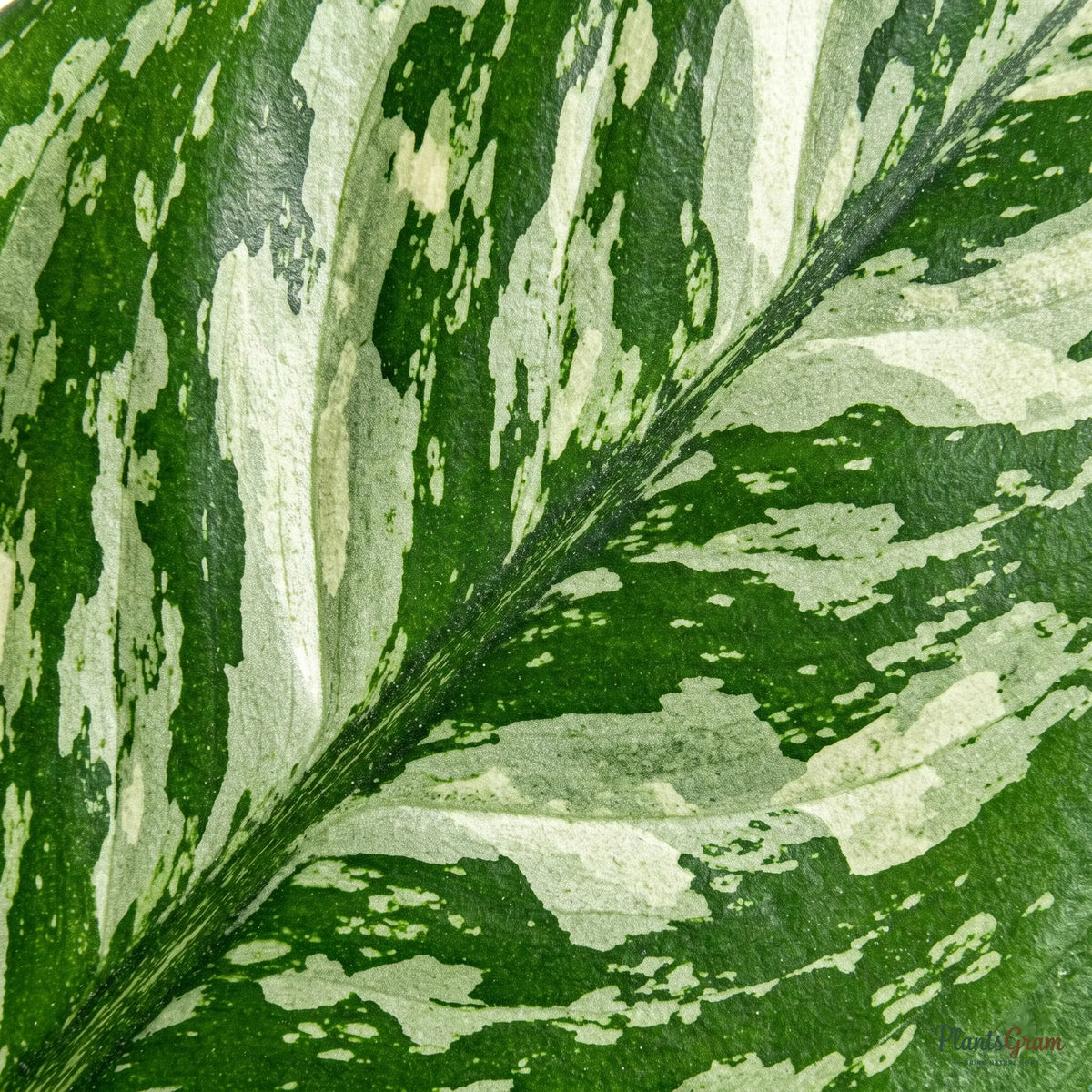 Close-up of Aglaonema Green leaf