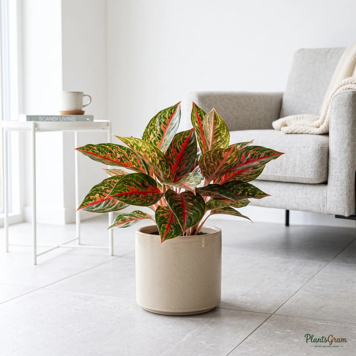 Aglaonema Red Impressa plant in a planter