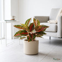 Aglaonema Red Impressa plant in a planter