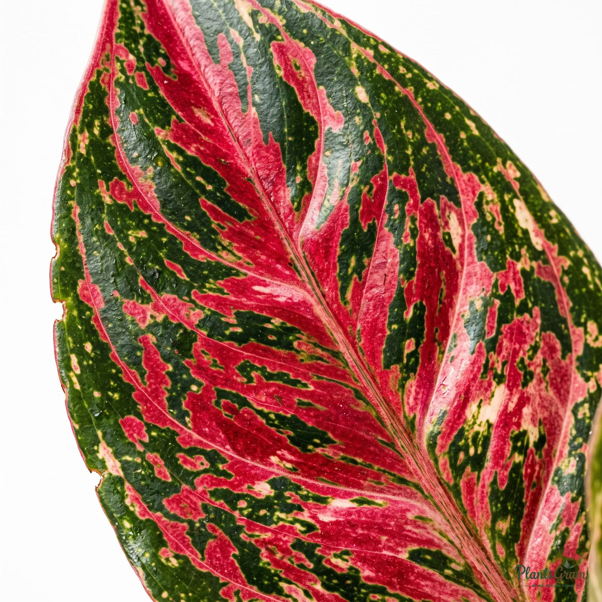 Close-up of Aglaonema Red Ruby ruby-red leaf