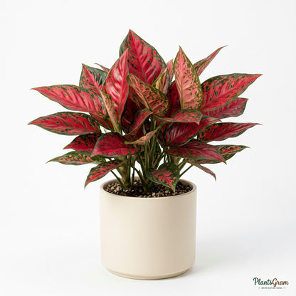 Potted Aglaonema Red Ruby plant