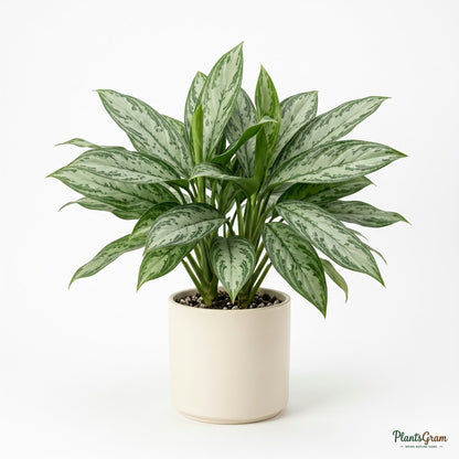 Potted Aglaonema Silver Queen plant