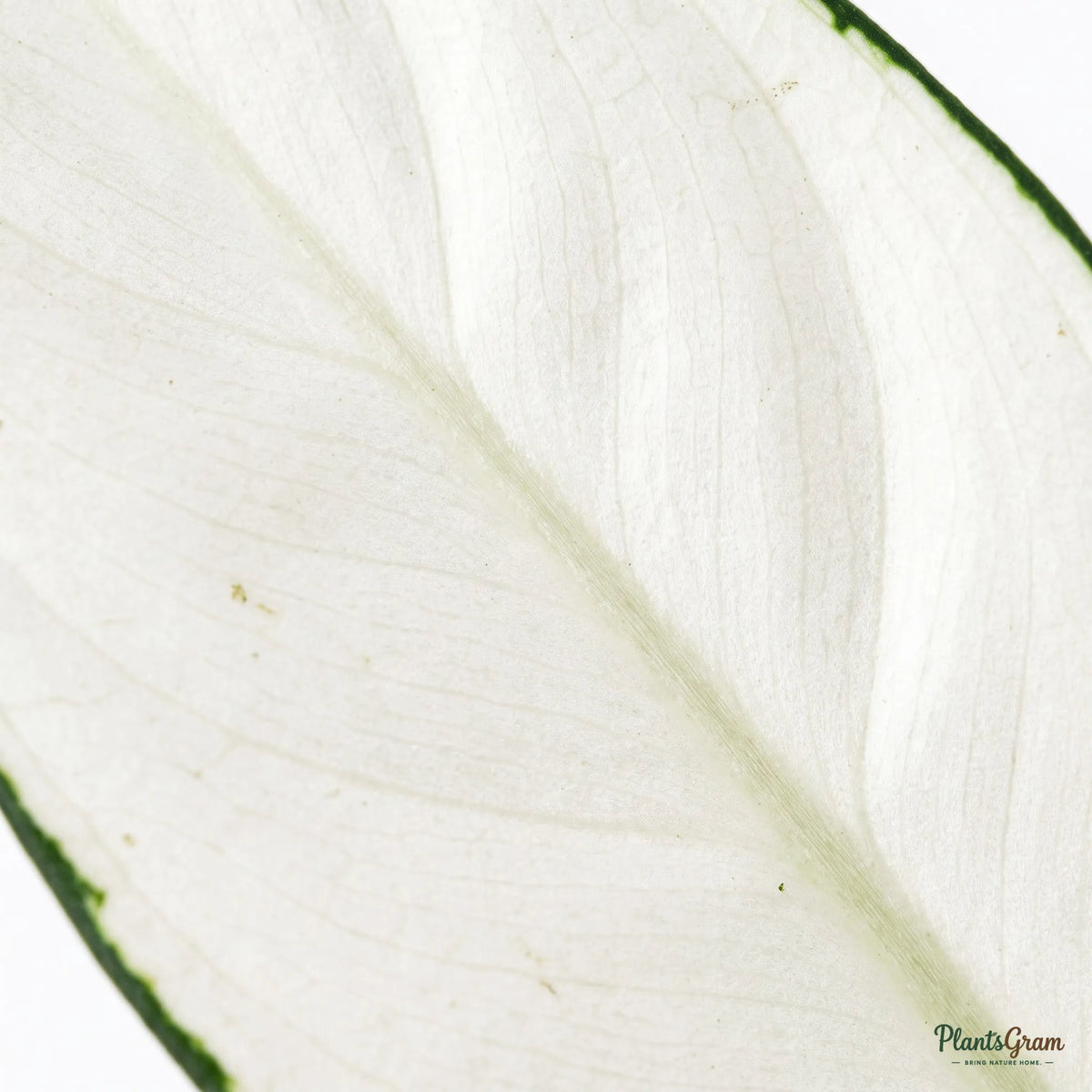 Close-up macro of Aglaonema Super White leaf pattern