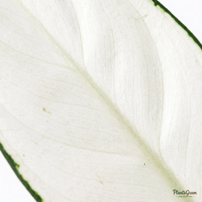 Close-up macro of Aglaonema Super White leaf pattern