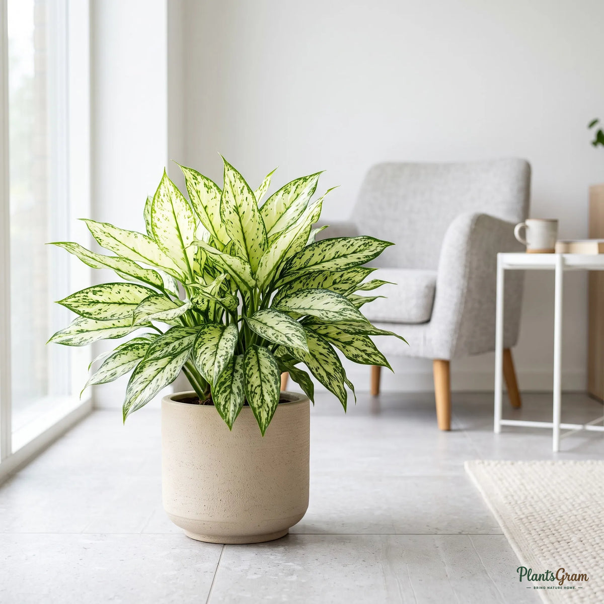 Aglaonema Super White plant with pale variegated leaves in a ceramic planter