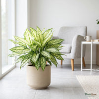 Aglaonema Super White plant with pale variegated leaves in a ceramic planter