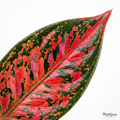 Macro photograph of Aglaonema Red Impressa leaf