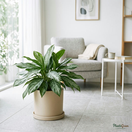 Aglaonema Silver Queen plant in beige planter